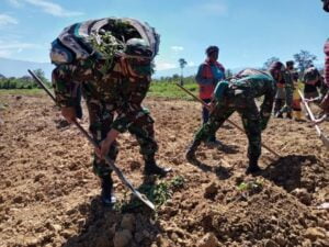 Kodim 1702 Jayawijaya Bantu Warga Berkebun