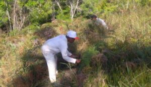 YAPABMAS – KLH dan BWS Papua Tanam 5000 Pohon di Belakang Kodam Cendrawasih