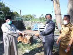 Pemkot Jayapura Serahkan Hewan Qurban Kepada 4 Masjid dan 1 Pesantren