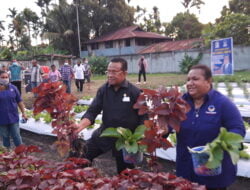 Kelompok Tani Perempuan Samaria Lakukan Panen Perdana Sayuran Organik