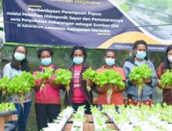 Berkebun Hidroponik Bantu Tingkatkan Kesejahteraan Mama Papua di Merauke