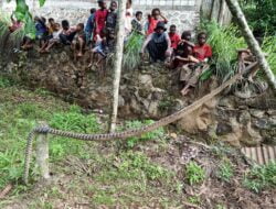Seorang Pria di Kota Jayapura Meninggal Dunia Akibat Dililit Ular