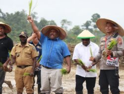 Tanam Padi Serentak, Wujudkan Yahukimo Sebagai Sentra Pangan di Wilayah Pegunungan Papua