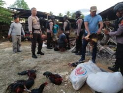 Polsek Muara Tami Grebek Judi Sabung Ayam, Tiga Pelaku Diamankan Beserta BB