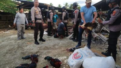 Polsek Muara Tami Grebek Judi Sabung Ayam, Tiga Pelaku Diamankan Beserta BB