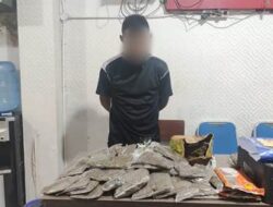 Bawa Ganja ke Indonesia, Seorang Warga PNG Ditangkap Polisi di Polimak
