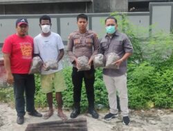 Polisi Musnahkan Ganja Bersama Tersangkanya Disaksikan Jaksa