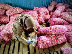 Siaga Arus Balik Pemudik, Karantina Pertanian Jayapura Pastikan Kesehatan 102 Ton Bawang Putih Asal Surabaya