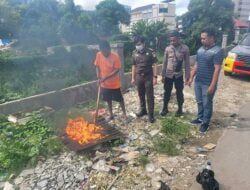 Polres Jayapura Kota Musnahkan 3 Kg Ganja