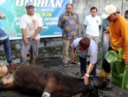 PT. AMJ Robongholo Nanwani Potong 7 Ekor Sapi Qurban