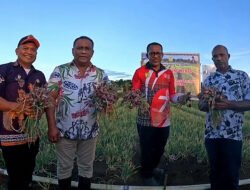 Pemkot Jayapura Panen Padi Varietas Nutri Zinc Dan Bawang Merah