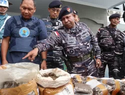 Ganja 1.3430 Gram Beserta Penyelundup Ditangkap Satrol Lantamal X Jayapura