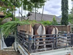 BTM Salurkan Bantuan 25 Ekor Sapi Qurban Untuk Umat Muslim di Idul Adha