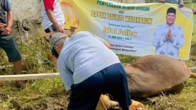 Warga Perbatasan Papua Terima Hewan Kurban dari Paulus Waterpauw