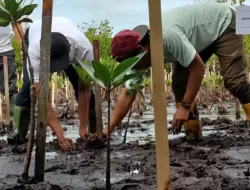 PLN Gandeng Komunitas Rumah Bakau Tanam 1000 Pohon Bakau di Kawasan TWA Youtefa