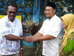 Jelang Idul Adha 1445 H, Pemkot Jayapura Salurkan 16 Ekor Hewan Qurban