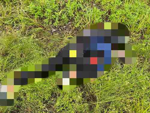 Pembunuhan Brutal di Yahukimo, Satgas Damai Cartenz Duga KKB Terlibat