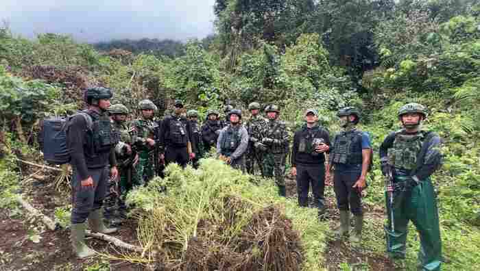Satgas Gabungan Temukan Empat Kebun Ganja di Pegunungan Bintang