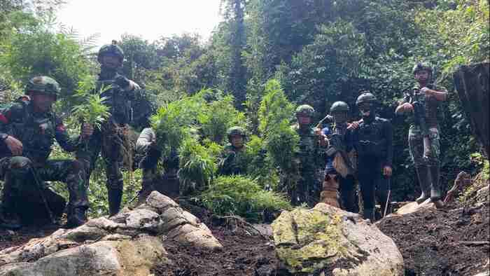 TNI Kembali Bongkar Ladang Ganja di Dusun Ngutok, Pegunungan Bintang: 740 Batang Diamankan
