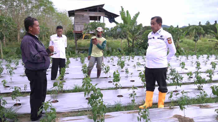 Wakil Wali Kota Jayapura Rustan Saru Tinjau Lokasi Percontohan Pertanian dan Perikanan Hasil Kerja Sama Pemkot-Unhas