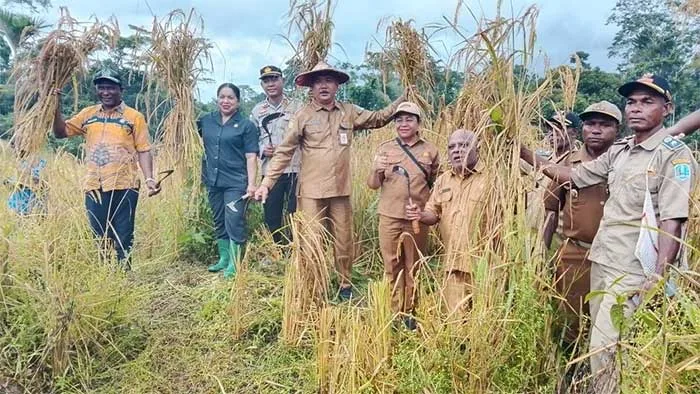 Panen Perdana Padi Gogo di Biak, DPRK Minta Petani Sisihkan Gabah untuk Benih